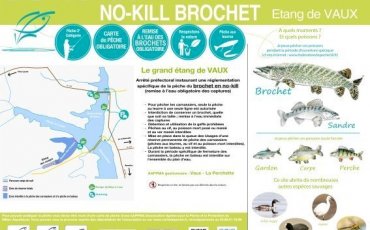 No-Kill Brochet au Grand étang de Vaux